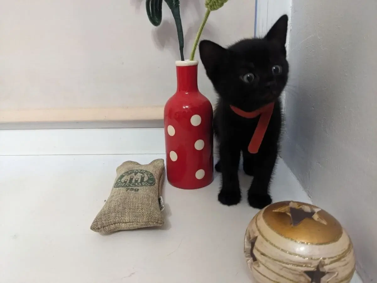 Подарую чудового котика