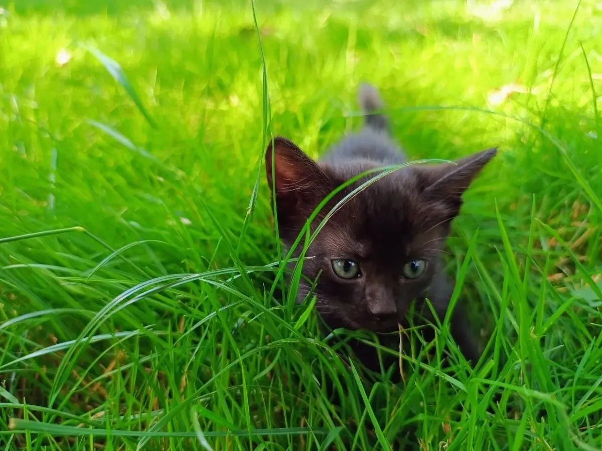 Подарую чудового котика 2