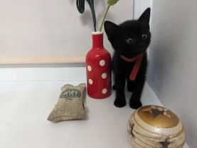 Подарую чудового котика