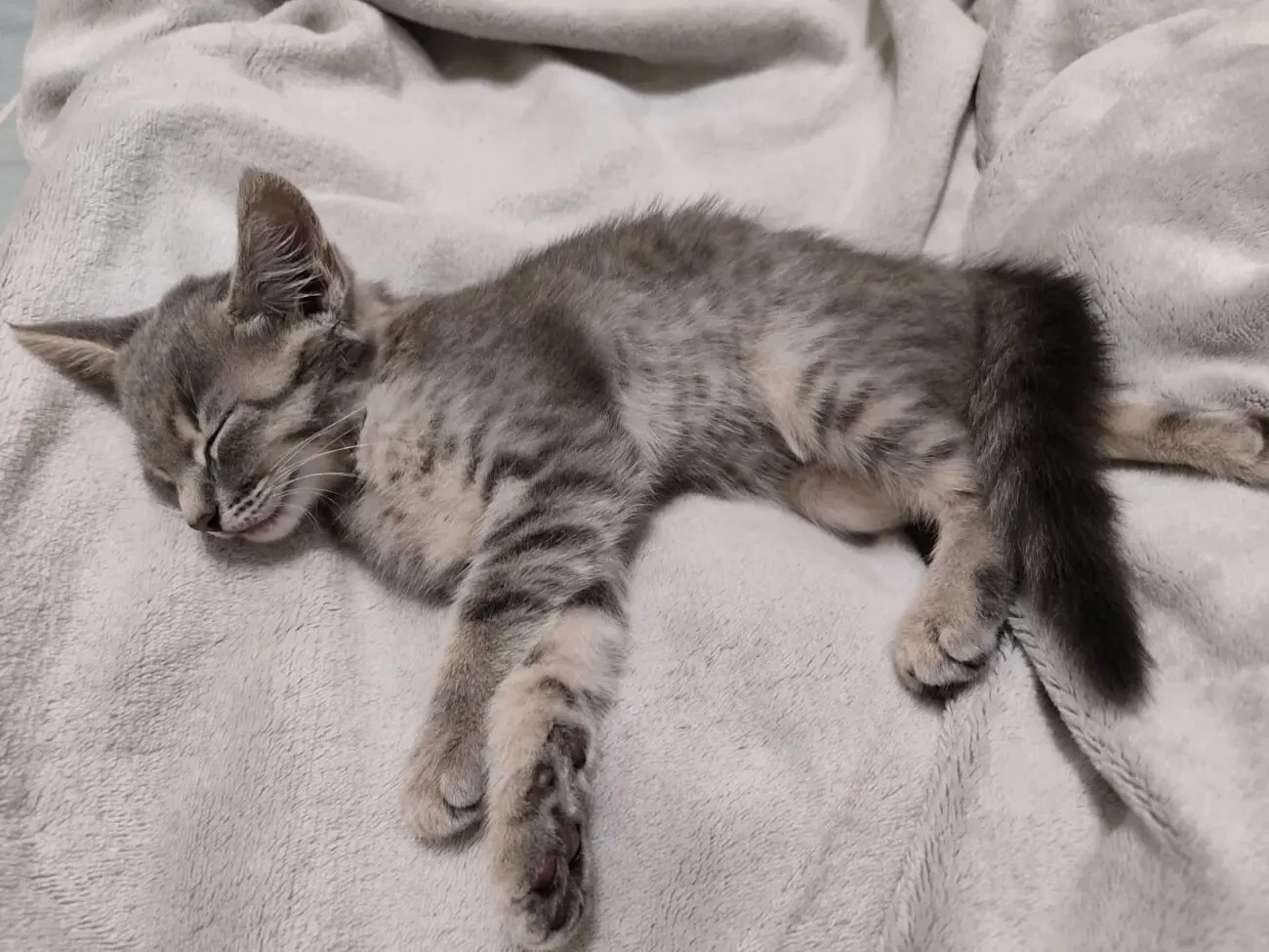 хлопчик, Кошеня сіренький 2