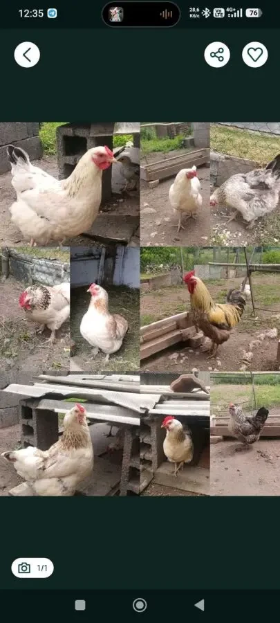 продаж курчат, курей,різного віку
