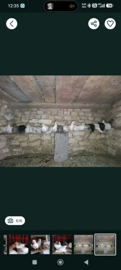 продаж курчат, курей,різного віку 2