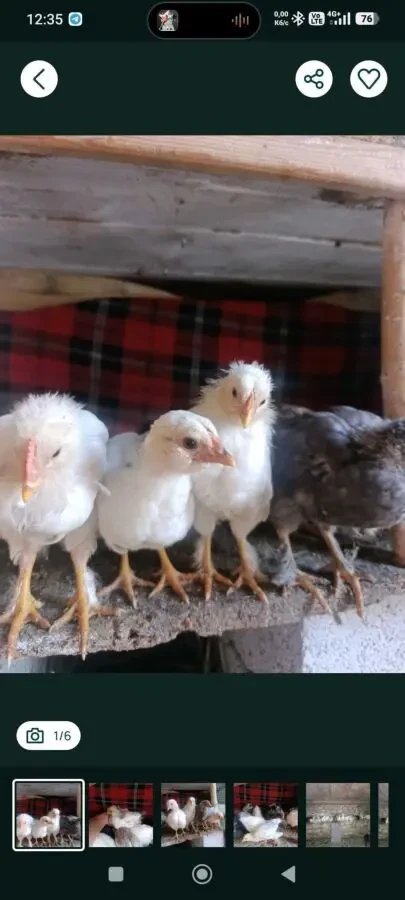 продаж курчат, курей,різного віку 4