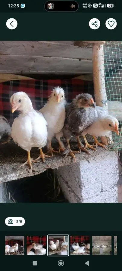 продаж курчат, курей,різного віку 3