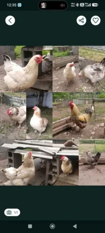 продаж курчат, курей,різного віку