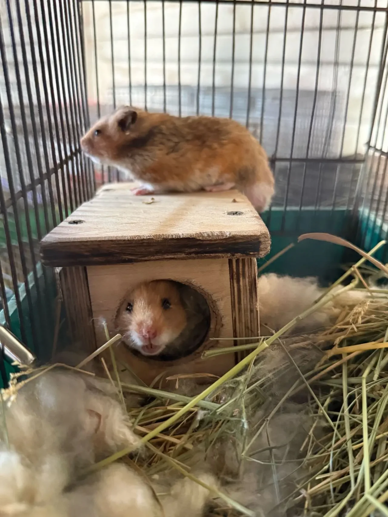 морські свинки гризуни 6
