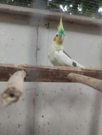 Молоді корелли 2 шт самців