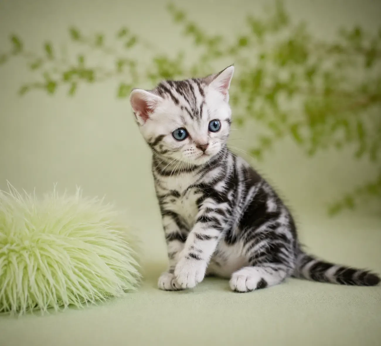 ДАЙВЕР.  ХЛОПЧИК Американський короткошерстий 4