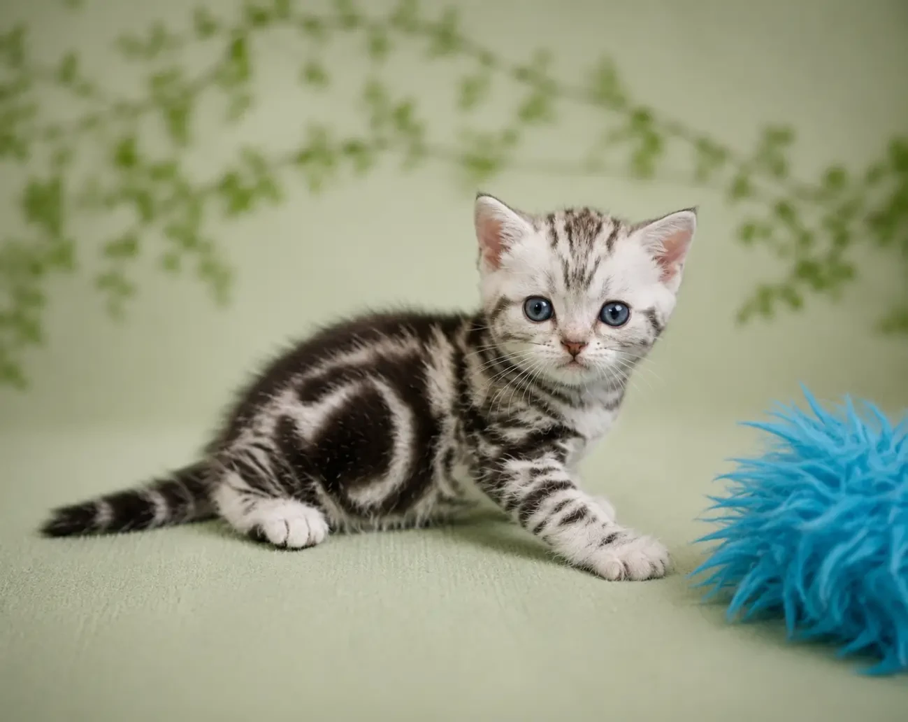 ДАЙВЕР.  ХЛОПЧИК Американський короткошерстий 5