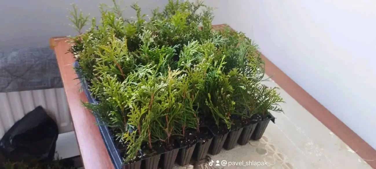 Продаж саджанців хвойних рослин 5