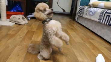 Зникла собака