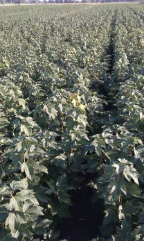 Продам саджанці смородини чорної Ювілейна Копаня