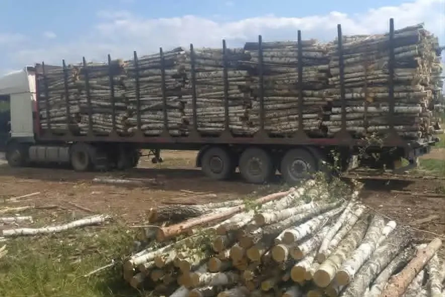 Дрова соснові оптом фурами з достакою по області 2