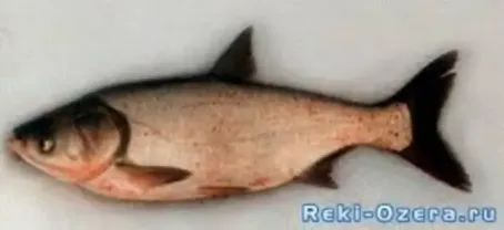 Продам толстолоб  10+, 5+, 5-   свежий и свежемороженый. опт.