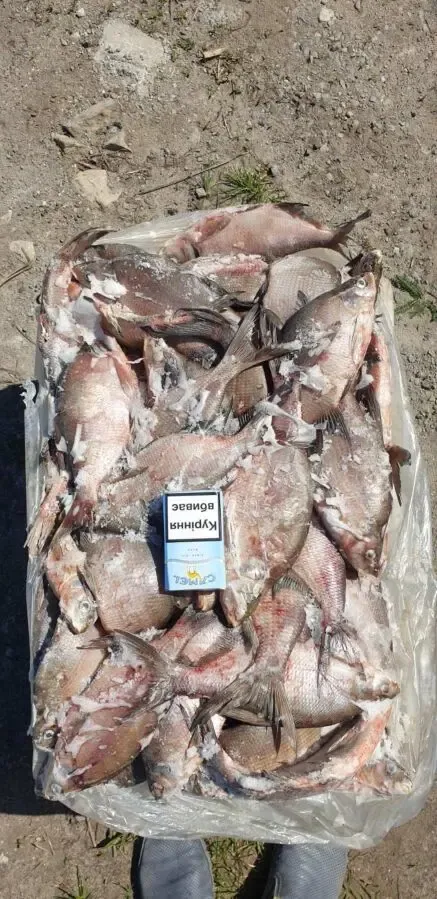 Продам свежемороженую  рыбу  густера, окунь. толстолоб. Опт.