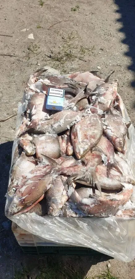 Продам свежемороженую  рыбу  густера, окунь. толстолоб. Опт. 3