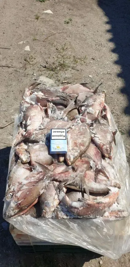 Продам свежемороженую  рыбу  густера, окунь. толстолоб. Опт. 2