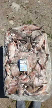 Продам свежемороженую  рыбу  густера, окунь. толстолоб. Опт.