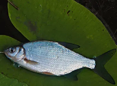 Продам свежемороженую  и охлажденную рыбу лещ, тарань, густера