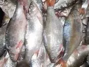 Продам свежемороженую  и охлажденную рыбу лещ, тарань, густера 2