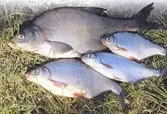 Принимаю заказы на охлажденную и с/м рыбу: лещ, тарань и густеру.