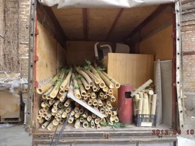 Бамбук Декоративный 2