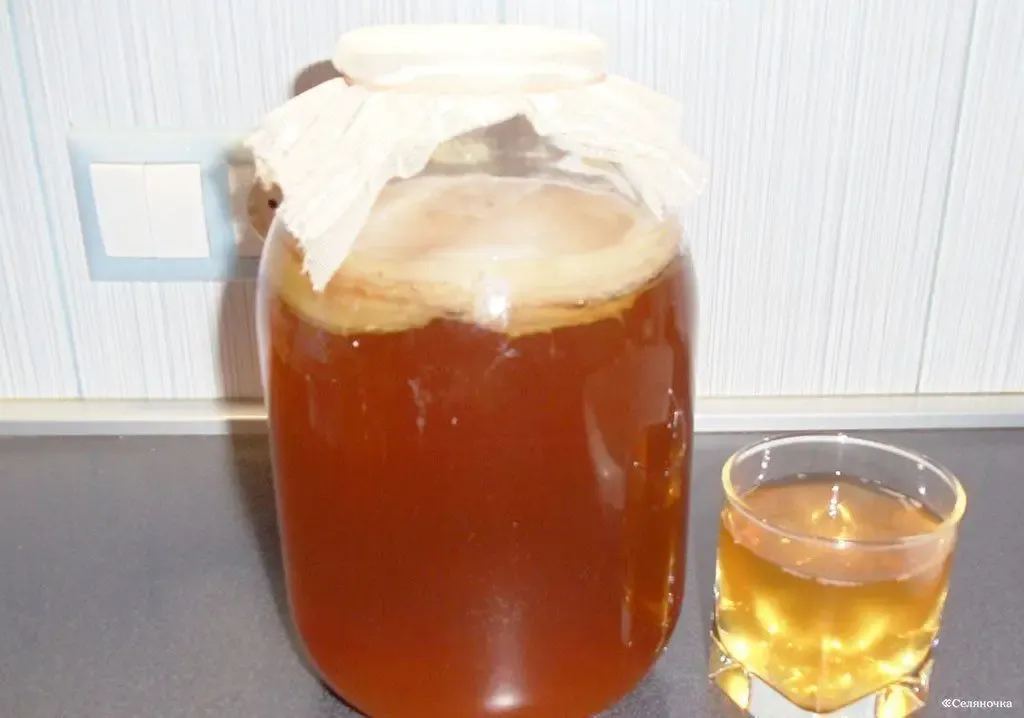 чайный гриб 2