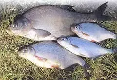 Продам речную охлажденную и с/м рыбу: тарань, лещ, подлещ, густеру