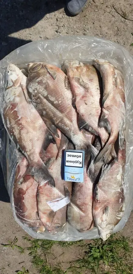 Продам речную охлажденную и с/м рыбу: тарань, лещ, подлещ, густеру 3