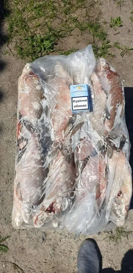 Продам речную охлажденную и с/м рыбу: тарань, лещ, подлещ, густеру 2