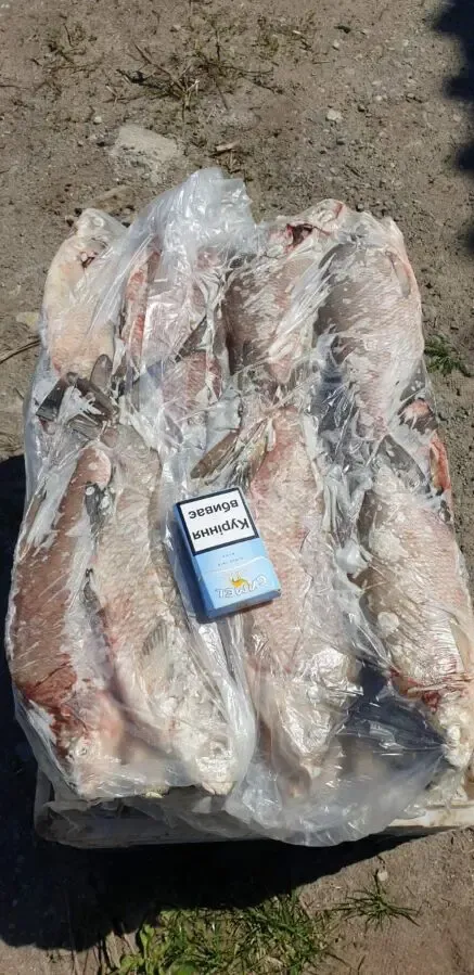 Продам речную охлажденную и с/м рыбу: тарань, лещ, подлещ, густеру 4