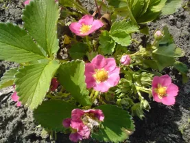 Саженцы/Рассада садовой земляники (клубника) - Аня, Флорида Бьюти и др