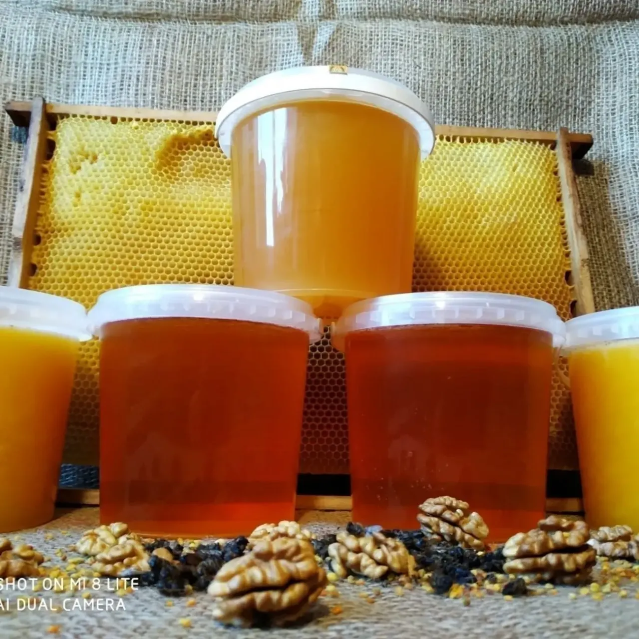 Апикомплекс № 2 10