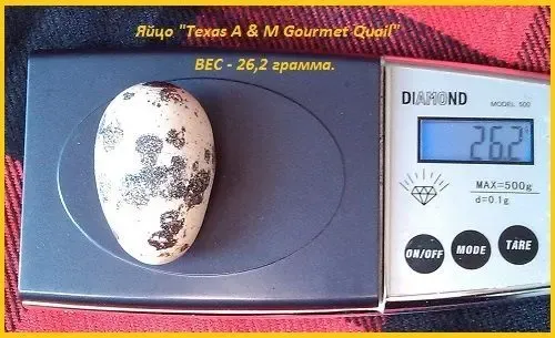 Яйца инкубационные перепела Белый Техасец - бройлер (США ) 3