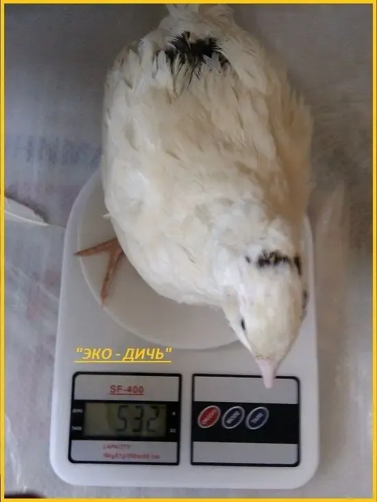 Яйца инкубационные перепела Белый Техасец - бройлер (США ) 2