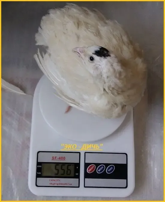 Яйца инкубационные перепела Белый Техасец - бройлер (США )