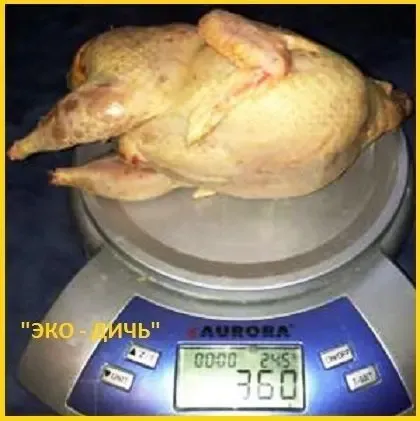 Свежее мясо перепела, тушки с домашней фермы. 2