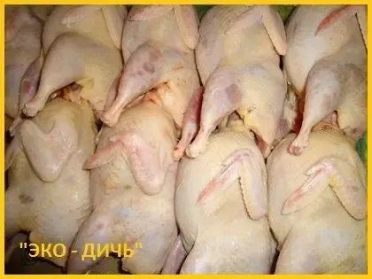 Свежее мясо перепела, тушки с домашней фермы.