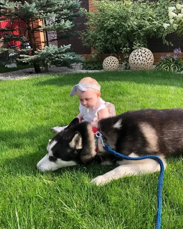 Газон Удобренный+ удобрение для газона + газонная трава. 2