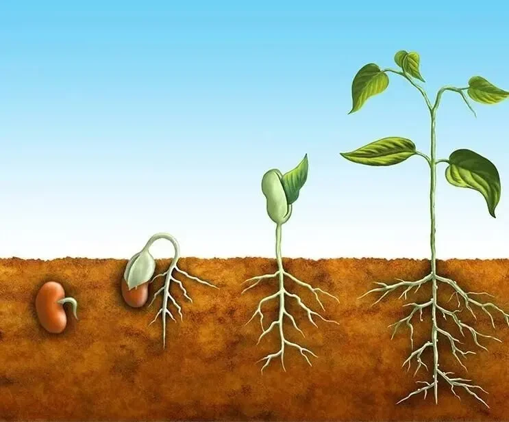 гиббереллин А3 90% 8