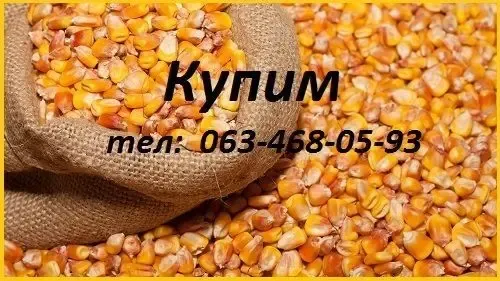 Пшеница, кукуруза - фуражная для кормовых целей.