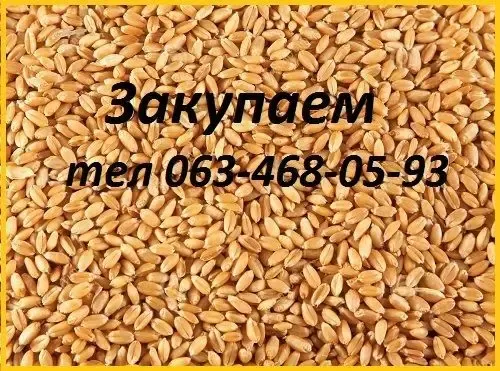 Пшеница, кукуруза - фуражная для кормовых целей. 2