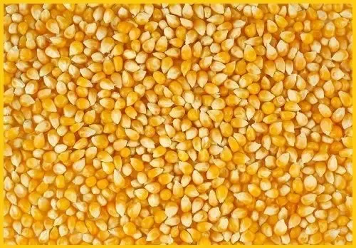 Пшеница, кукуруза - оптом мелким и крупным. 4