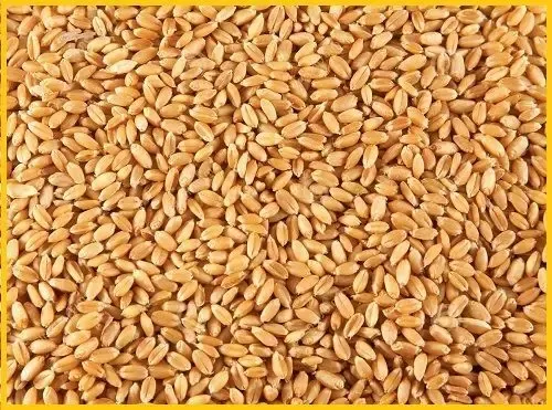 Пшеница, кукуруза - оптом мелким и крупным. 3