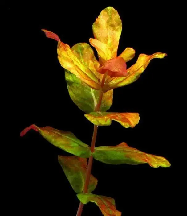 Ротала Макрандра. Аквариумные растения