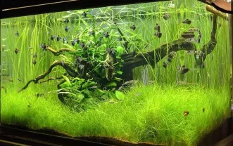 Ситняг гигантский, аквариумные растения