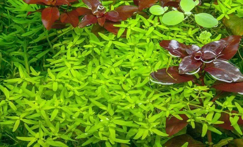 Аквариумные растения. Людвигия Рубин 4