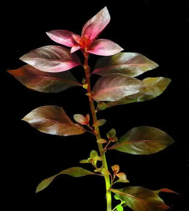 Аквариумные растения. Людвигия Рубин