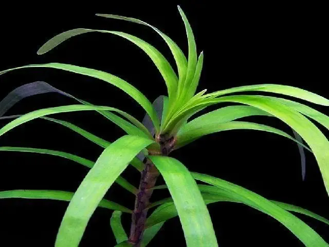 Эйхорния лазоревая. Растения для аквариума 7