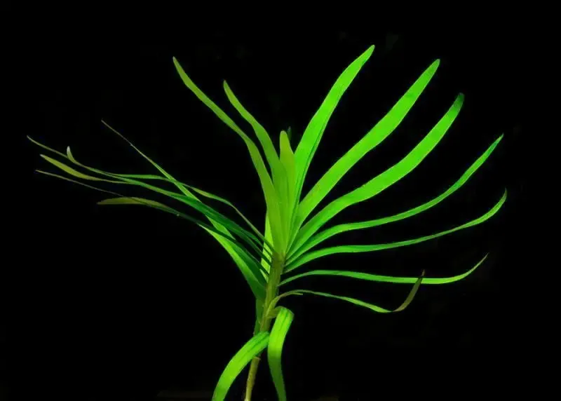 Эйхорния лазоревая. Растения для аквариума 8